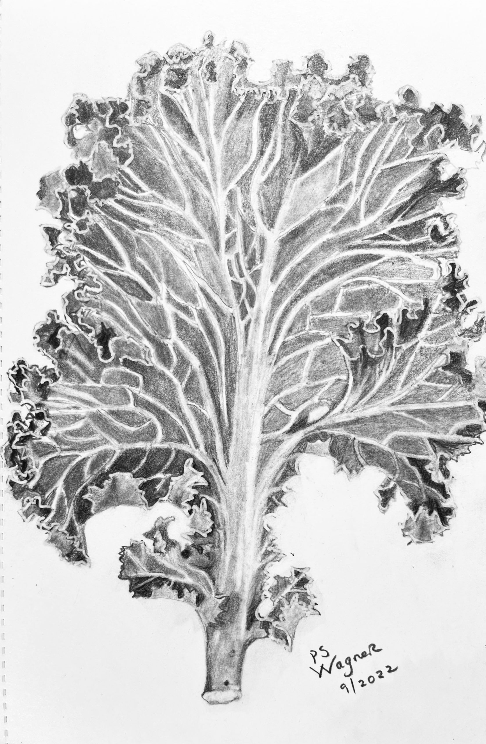 Kale Leaf Pencil Sketch