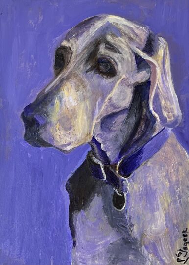 Pet portraits